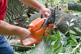 Person cutting a fallen tree with a chainsaw.